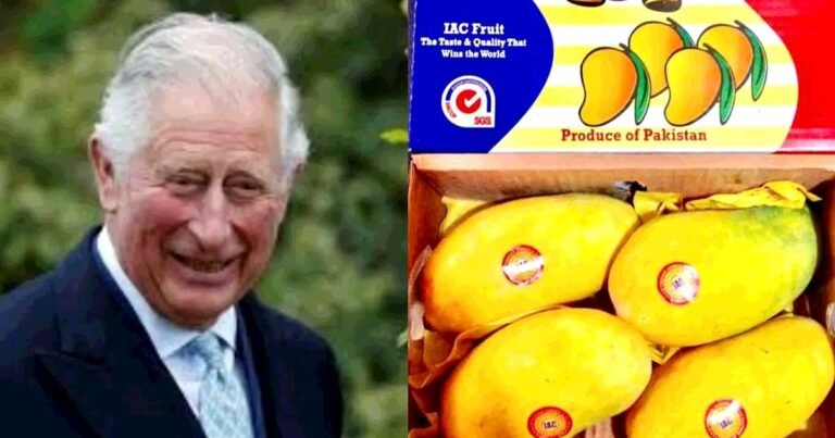 UK Emerges as Largest Importer of Pakistani Mangoes